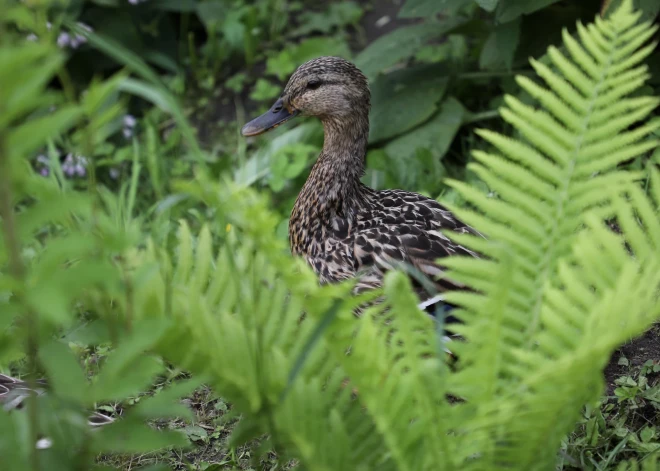 Jāņos visā Latvijā palaikam līs un pūtīs brāzmains vējš