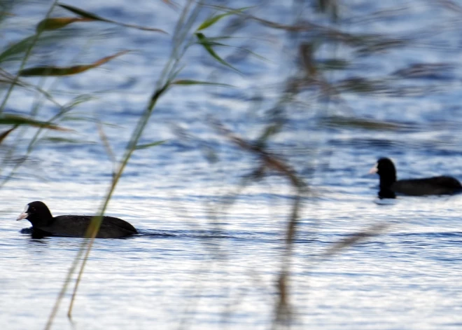 Bābelīša ezerā ūdens temperatūra sasniegusi plus 17 grādus