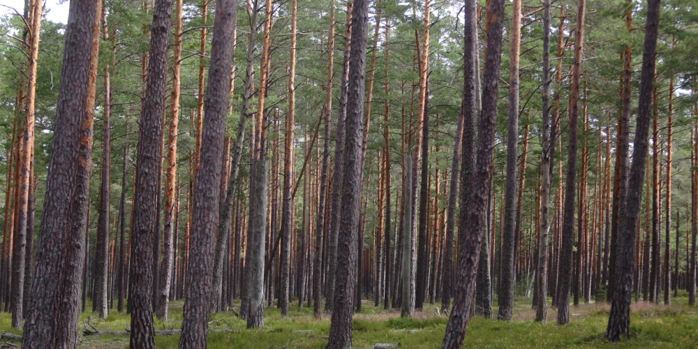 Daudzviet Latvijas valsts meži varētu tikt izcirsti, lai radītu vēja parkus.