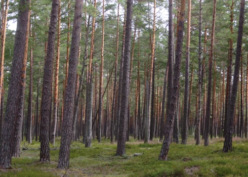 Daudzviet Latvijas valsts meži varētu tikt izcirsti, lai radītu vēja parkus.