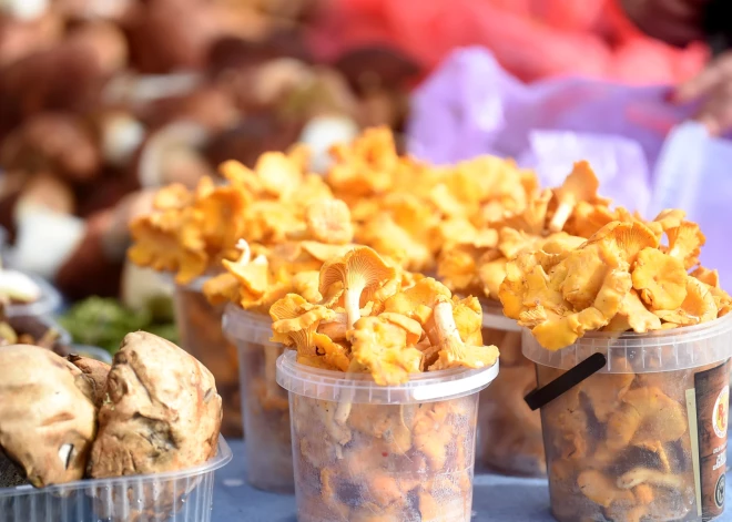 Латвийское лесное золото: цены на первые лисички не вдохновляют