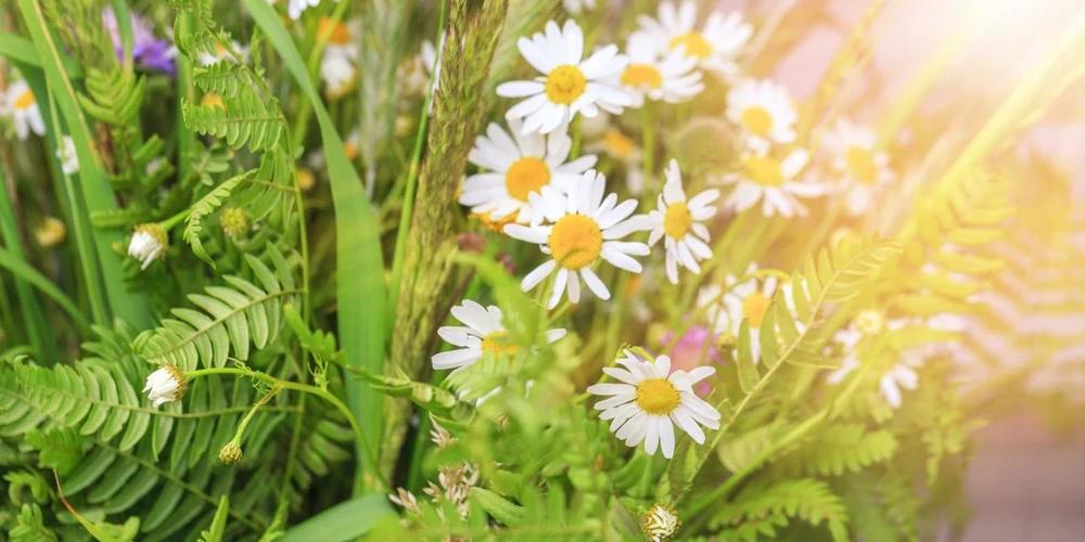 Lielākā daļa Latvijas iedzīvotāju - 41% - plāno doties uz laukiem, atpūsties pie dabas, apmeklēt publiskus pasākumus vai ceļot uz ārzemēm.