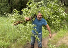 "Я всерьез искал цветы среди папоротников…" Что иностранцы думают о праздновании Лиго в Латвии?