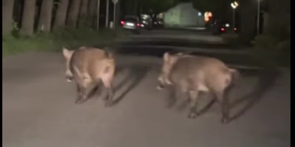 “Šādu skatu es pirmo reizi dzīvē redzu šeit” - mežacūkas pārsteidz ...