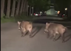 “Šādu skatu es pirmo reizi dzīvē redzu šeit” — mežacūkas pārsteidz autobraucējus Liepājā (Video)