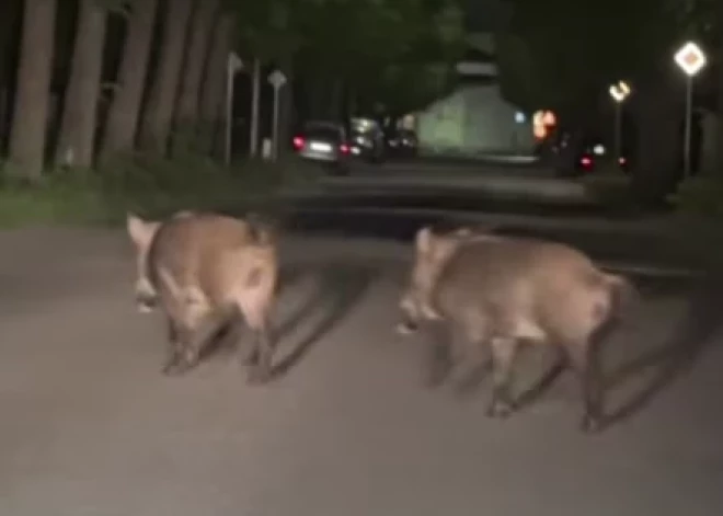 “Šādu skatu es pirmo reizi dzīvē redzu šeit” — mežacūkas pārsteidz autobraucējus Liepājā (Video)