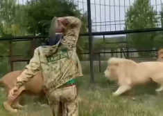 VIDEO: lauva uzbrūk Krimas safari parka direktoram, pērn lauvas jau saplosīja parka darbinieci