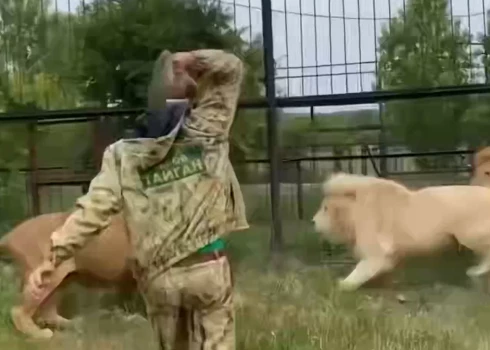 Oļegs Zubkovs ar lauvām (ekrānuzņēmums no video)