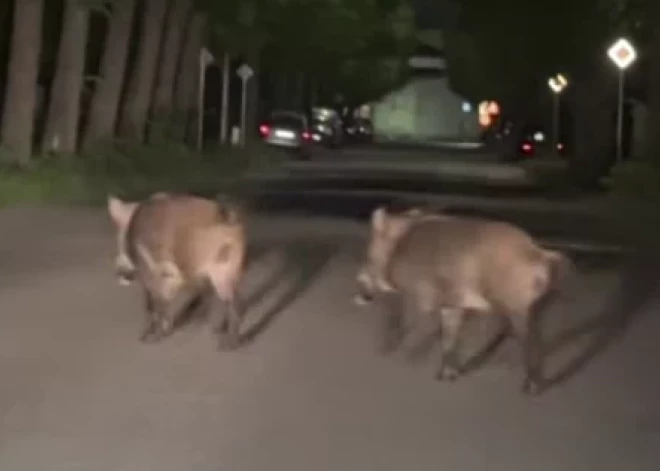 ВИДЕО: "Такое я вижу впервые в жизни" - дикие кабаны удивили водителей в Лиепае