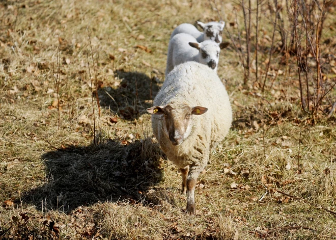 Skrundā notiks teritoriju apsekošana; darbi var skart jebkuru iedzīvotāju vai uzņēmēju