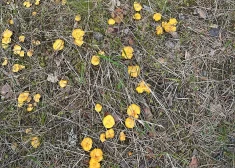 FOTO: neticams atradums mežā izraisa ļaužu greizsirdību. "Lūdzu, nepublicējiet šādas bildes!"