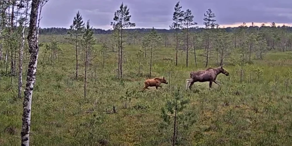 Семейная прогулка в дикой природе: камера сняла лосиху с детенышем.