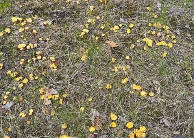 "Пожалуйста, не публикуйте такие снимки!" Невероятная находка в лесу вызывает зависть у людей