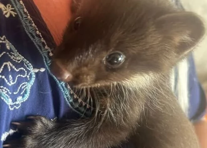 Liepājas pusē kādu ģimeni mājās pārsteidz "raudošs" caunēns