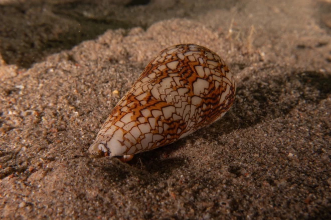 Conus Textile