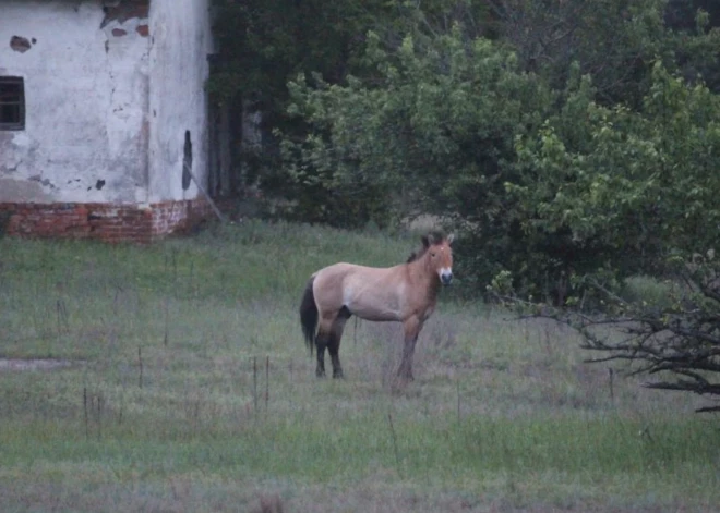 Zinātnieki ieintriģēti pēc novērotā Černobiļas rezervātā: "Šādi mirkļi ir ne tikai aizkustinoši, bet arī vērtīgi"