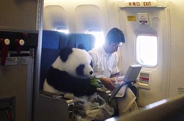 China Airlines is a proud corporate sponsor of the panda snactuary at Cheng Du and was happy to help out recently with the transfer of a young panda cub to a zoo in the United States of America. After extensive consultation with the Sanctury's veterinary staff it was concluded that the importance of the panda cub precluded it from traveling in the hold of the aircraft, where attending to its needs would be difficult. Thus China Airlines agreed to donate seats in its Business Traveler First cabin for the panda cub named Squee Squee and his carer, Fu Jiang Lang, seen here sitting in the window seat. In the interests of hygiene Squee Squee wore a plastic nappy to take care of pandapoop during the flight. We are happy to report that Squee Squee arrived rested and relaxed after his 14-hour flight, and is settling into his new home well. During the flight we can report that he didn't watch any of the flight movies as we couldn't find a headset big enough for him. He did order the bamboo from catering menu, with a side of bamboo, and bamboo mousse for desert.