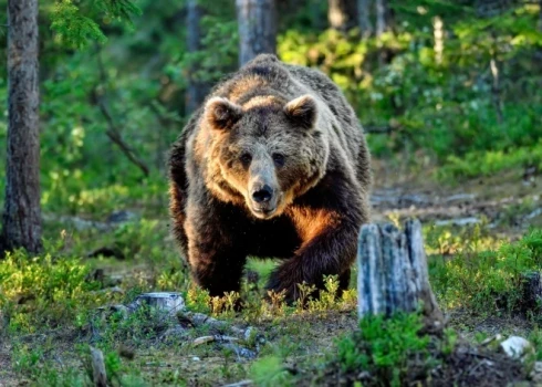 Иллюстративное фото.