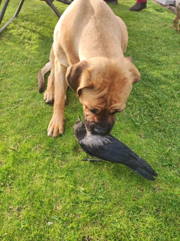 Taiga norāda, ka arī viņa audzē vārnu mazuli, kurš ģimenes suni uztver kā savu mammu.