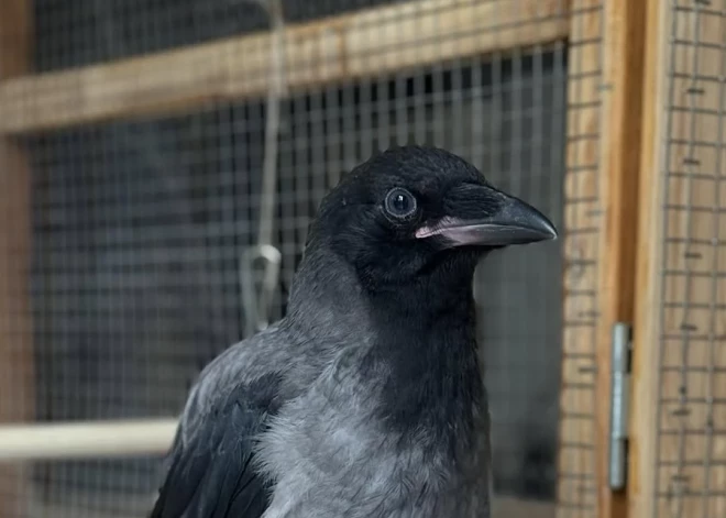 Mārupē pazudis jauns, pieradināts vārnēns