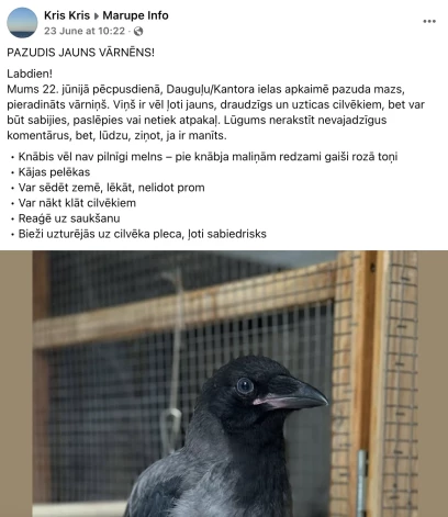 Mārupē tiek meklēts pazudis vārnēns.