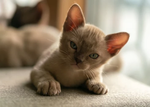 Бирманский котенок.