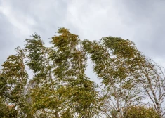 Sestdien daudzviet Latvijā spīdēs saule un pūtīs brāzmains vējš