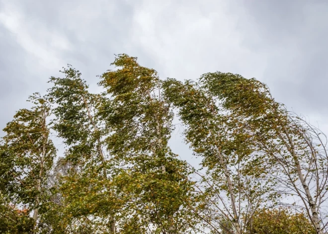 Sestdien daudzviet Latvijā spīdēs saule un pūtīs brāzmains vējš