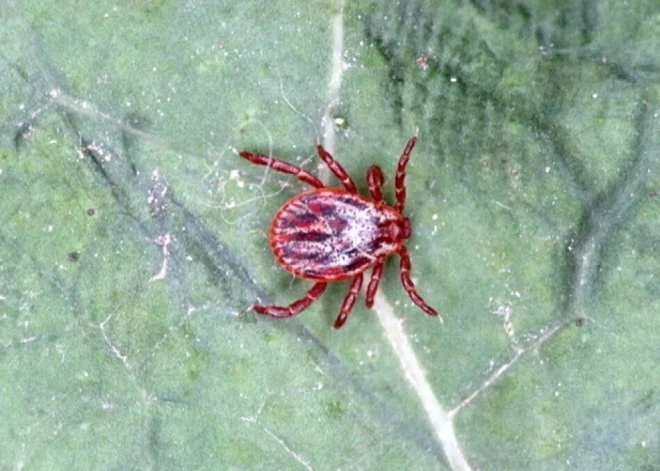 "Им не нравится голая кожа, а нравятся шерсть и волосы": в Латвии распространяется новая разновидность клещей