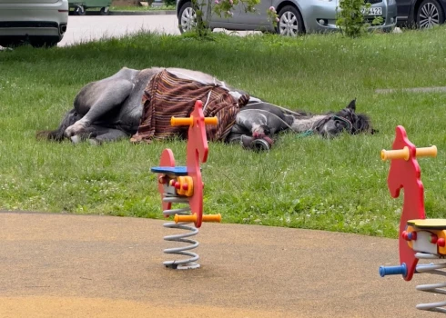 В Юрмале лошадь лежала без присмотра возле детской площадки.