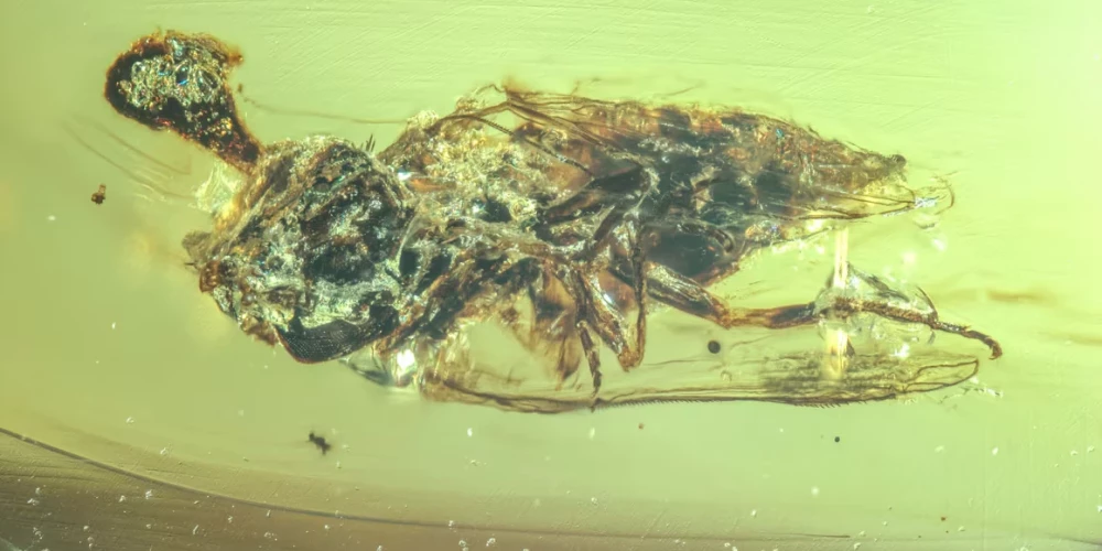 Pētnieki uzskata, ka sēņu suga, kas tika identificēta aizvēsturiskajā mušā, varētu būt zombijskudru sēņu priekštecis.