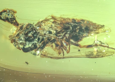 Pētnieki uzskata, ka sēņu suga, kas tika identificēta aizvēsturiskajā mušā, varētu būt zombijskudru sēņu priekštecis.