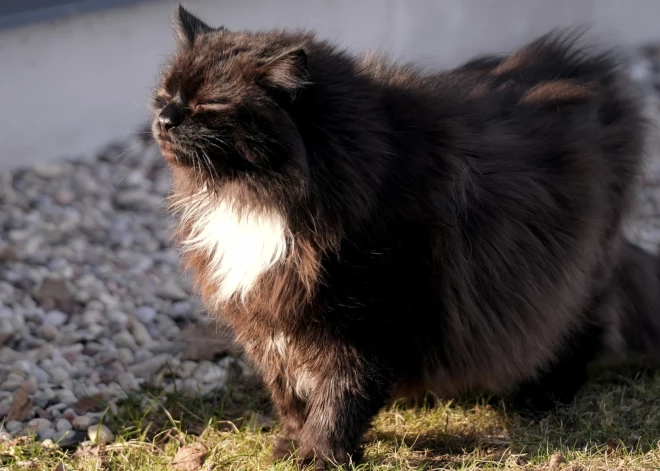 В Латвии пересчитали котов, которых чипировали за год действия нового закона