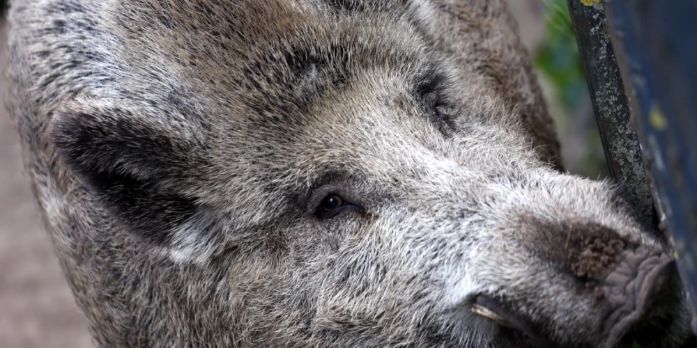 Āfrikas cūku mēris pagājušajā nedēļā konstatēts sešām mežacūkām. 