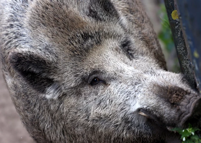 Āfrikas cūku mēris pagājušajā nedēļā konstatēts sešām mežacūkām