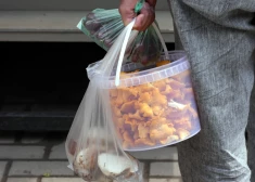 Lasīt pārāk mazas sēnes ir bīstami, brīdina mikoloģe