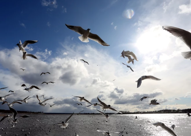 Birzgales pagastā atcelta karantīna un ierobežojumi, kas tika noteikti augsti patogēnās putnu gripas dēļ