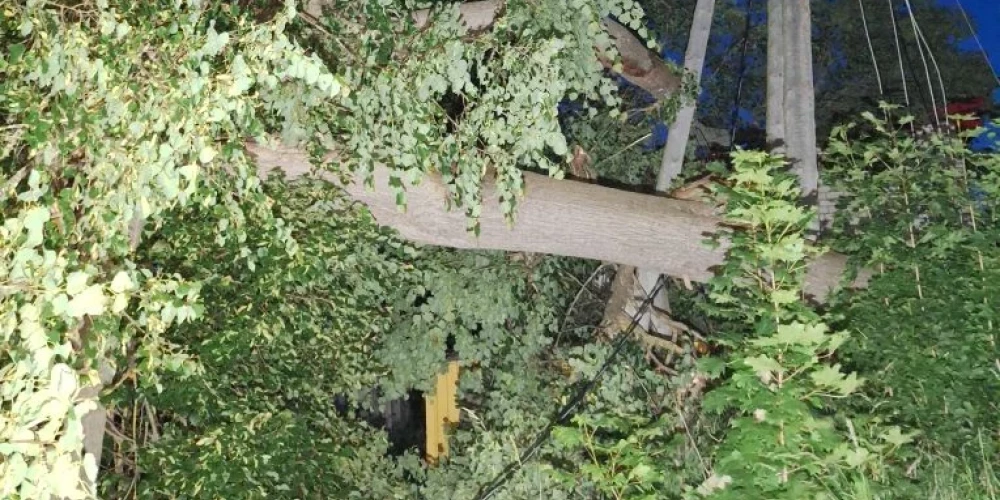 Порывистый ветер повалил деревья.