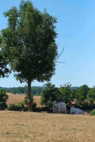 Elles karstumā sevišķi grūti ir dzīvniekiem. Attēlā - govis glābjas ēnā.