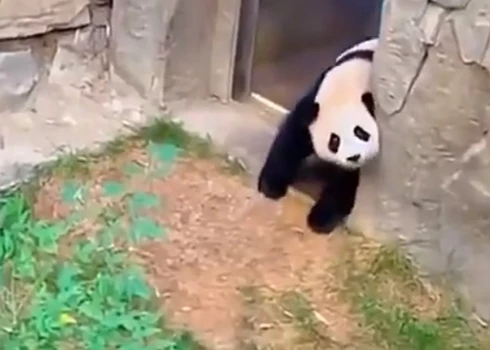 Dzīvnieku kopējiem ir jāpieliek milzu pūles, lai nogādātu pandu mazuļus atpakaļ migā.