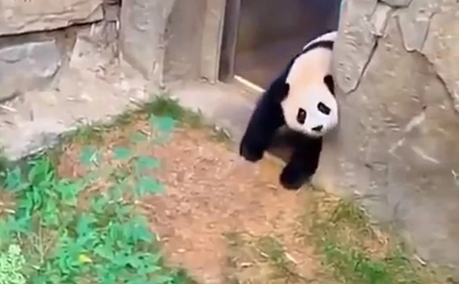 Dzīvnieku kopējiem ir jāpieliek milzu pūles, lai nogādātu pandu mazuļus atpakaļ migā.