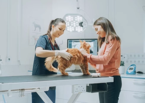 Ieraugot astronomiskos rēķinus par mājas mīluļu ārstēšanu, bieži vien šausmās ieplešas acis.