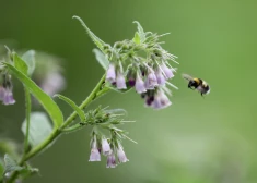 Nedēļas nogalē atgriezīsies visai vēss laiks un brīžiem līs