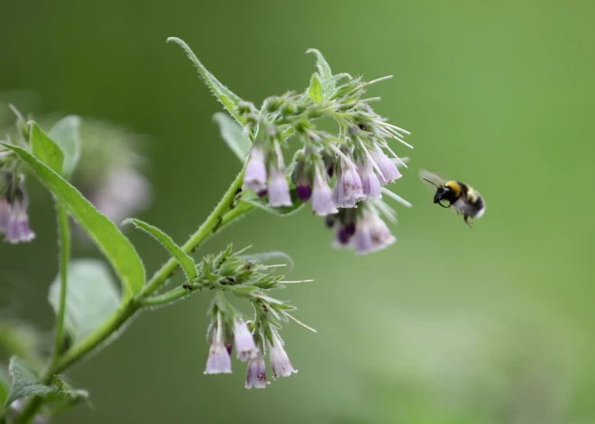 Nedēļas nogalē atgriezīsies visai vēss laiks un brīžiem līs