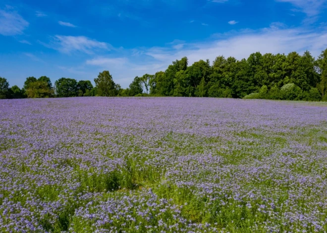 Среда в Латвии будет солнечной и жаркой