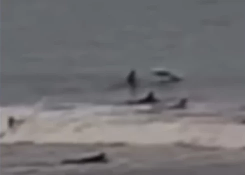 Haizivs pēkšņi izlec no ūdens un trāpa sērfotājam (ekrānuzņēmums no video)