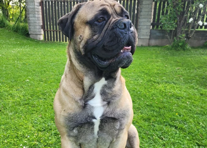 Uzmanību, jūdažnieki! Pazudis bailīgais Hārdijs