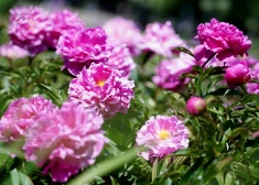 Peonijas šogad zied vēlāk, bet rododendri plaukst ilgāk – kā lietavas ietekmējušas ziedu audzēšanu