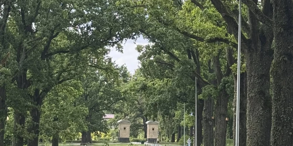 Vējš uz ceļiem sagāzis kokus.