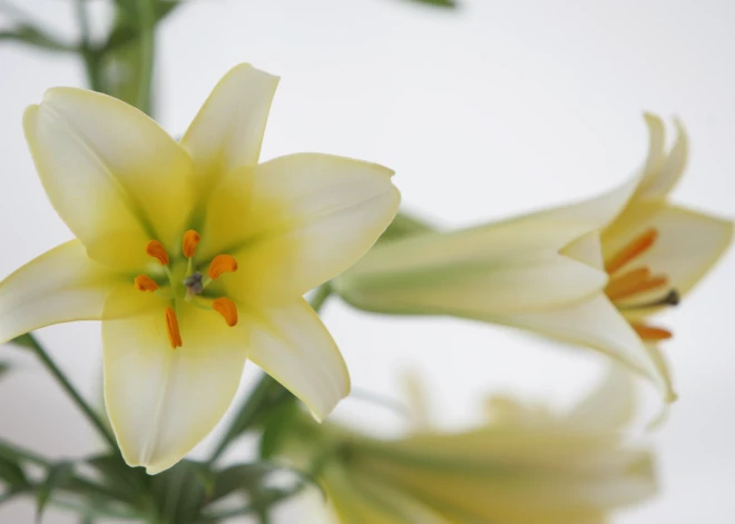 Dabas muzejā būs apskatāmas karaliskās lilijas